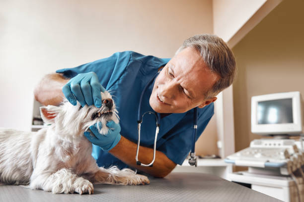Best Emergency Tooth Extraction in Point Venture, TX